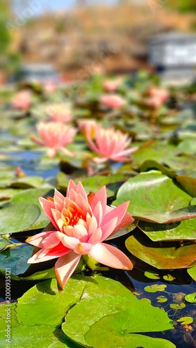 pink water lily