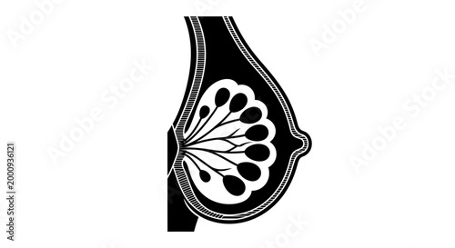 Cross section anatomy illustration of human breast.