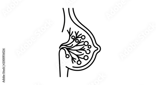 Anatomical cross section of a human female breast.