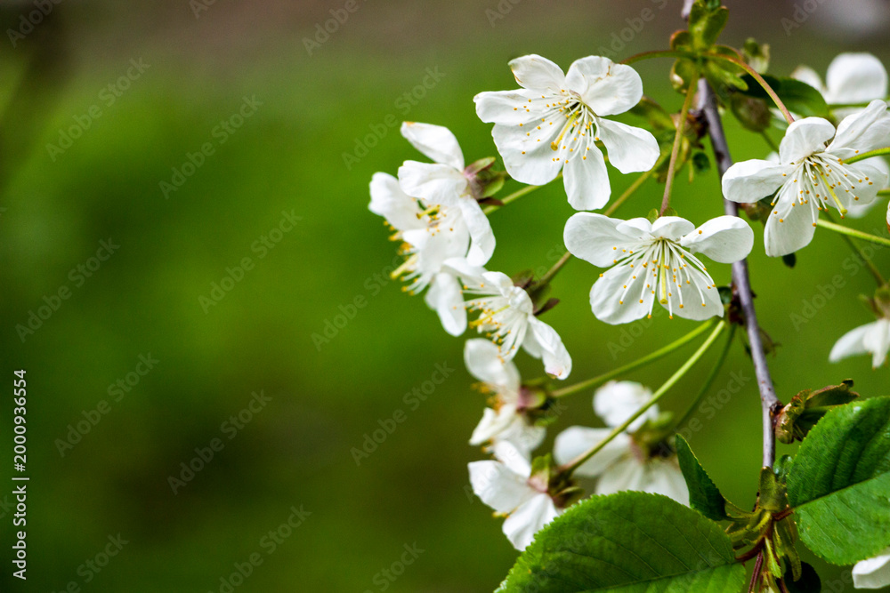 Fototapeta premium blooming of bright white cherry blossoms against a background of fresh greenery, cloudy weather, five petals, delicate color, stamens, right on the branch, fragile, close-up, garden view, early spring
