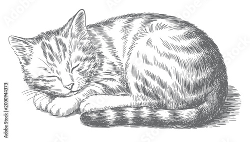 Peaceful domestic cat resting pose hand drawn. 
