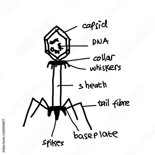 Bild auf Leinwand Hand-drawn sketch illustration of bacteriophage, virus that infects and replicates within bacteria
