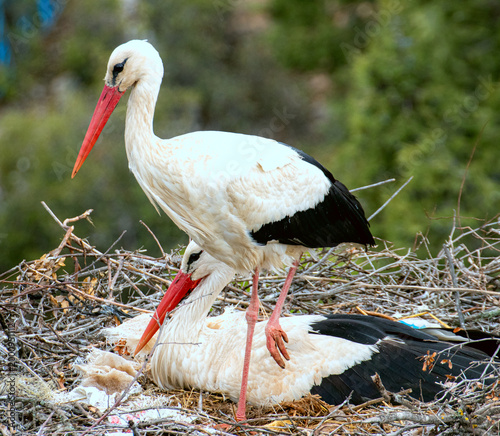 Pair of white storks nesting in large twig nest together