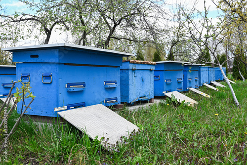 Apiary with multiple beehives among trees and grass. Beekeeping industry, agriculture and ecological farming concept.
