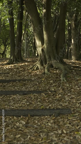 新緑の雑木林の遊歩道を歩く手持ち撮影の主観映像