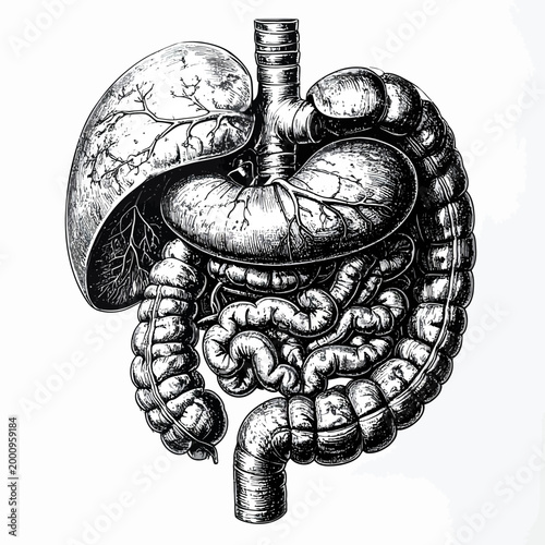 Anatomical illustration of the human digestive system, showcasing the liver, stomach, intestines, and lungs in intricate detail