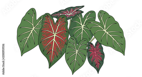 Caladium leaves with red and green color.