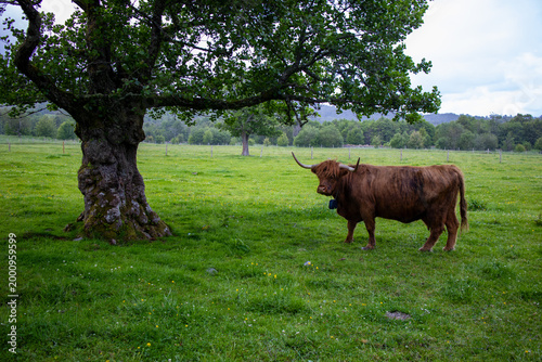 Canvastavla Coo en Escocia