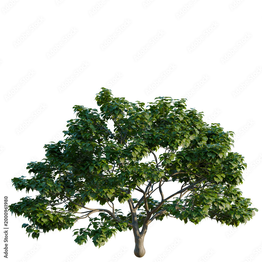 Fototapeta premium Catalpa ovata tree, elevation, front view, cutout, transparent background, isolate, Detailed close-up of a lush green tree branch with vibrant leaves, perfect for nature themes