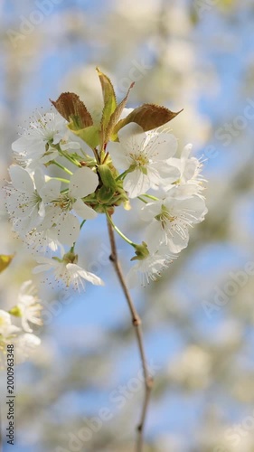 Vertical format video of white sakura flowers cherry blossom in full bloom in soft spring light, Sakura blooming season in Japan, Beautiful nature spring background with a branch of blooming sakura.
