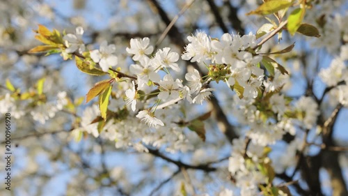 Double cherry blossoms in full bloom. Cherry blossom branches with soft white petals in bright sunlight glow. Spring flowers. Plum flowers or apricot flowers on branches blossom on background