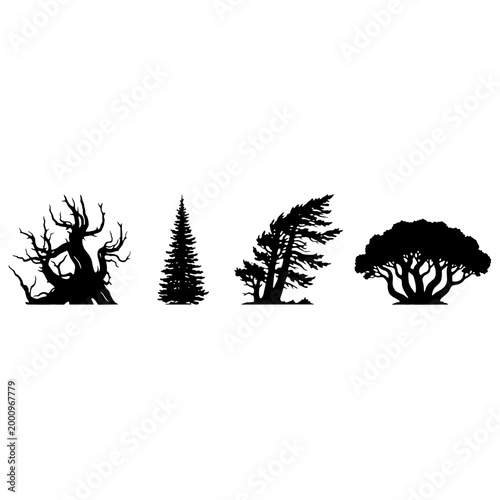 Architectural Vector Silhouettes of High Altitude Alpine Coniferous Forest Trees including Bristlecone Pine Subalpine Fir Engelmann Spruce and Limber Pine for Mountain Landscape Entourage