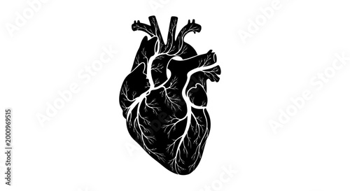 Detailed black and white illustration of a human heart organ.