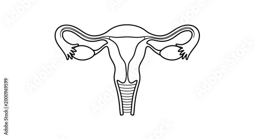 Anatomical line drawing of the human female reproductive system.