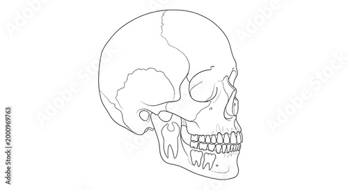 Anatomical sketch of a human skull showing internal tooth structure.
