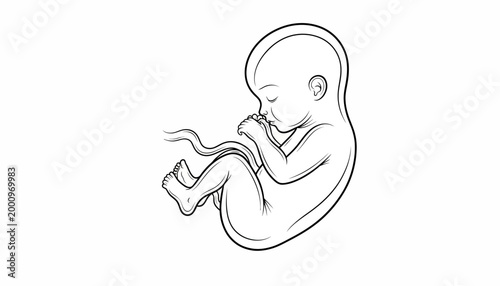 Black and white line art illustration of a human fetus.