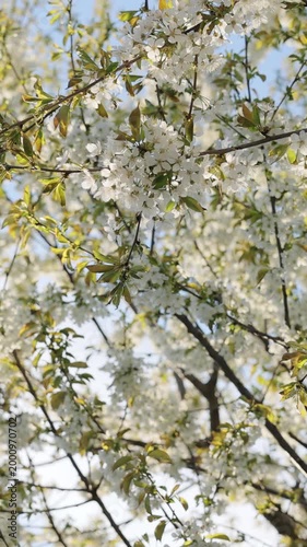 Vertical format video of Sakura flowers cherry blossom in full bloom in soft spring light. cherry blossom branches with soft white petals in bright sunlight. Beautiful background with branch of sakura