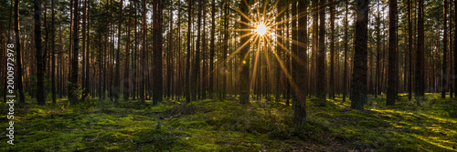 Sunset or sunrise in a mossy pine forest. The low sun illuminates the scene through the trees. Beautiful sunbeams and highlights on mossy hummocks. Panoramic photo of a natural woodland landscape