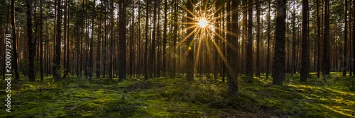 Obraz  z motywem Sunset or sunrise in a mossy pine forest. The low sun illuminates the scene through the trees. Beautiful sunbeams and highlights on mossy hummocks. Panoramic photo of a natural woodland landscape