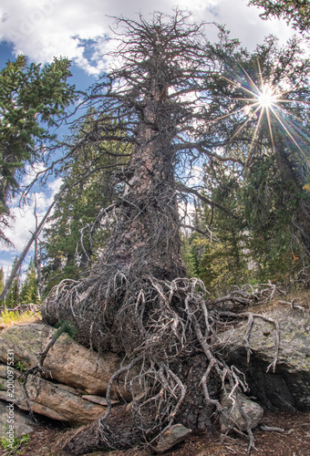 Dead white pine amid ancient granite bedrock.