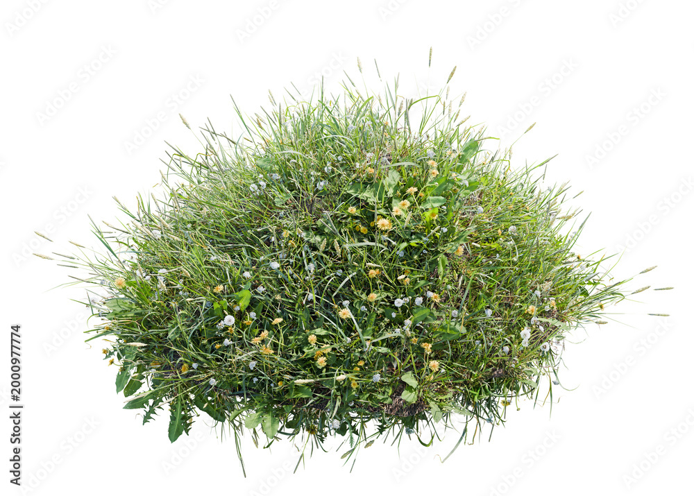 Fototapeta premium Wild grass and flowers on dirt, isolated on transparent background