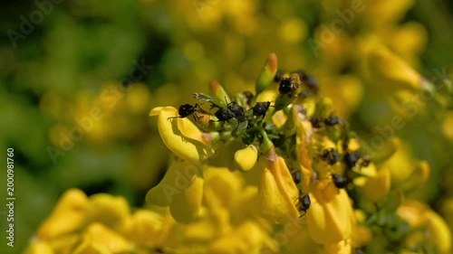 closeup of many Scotch broom seed weevil bugs on a flower during courting and mating in spring- Exapion fuscirostre