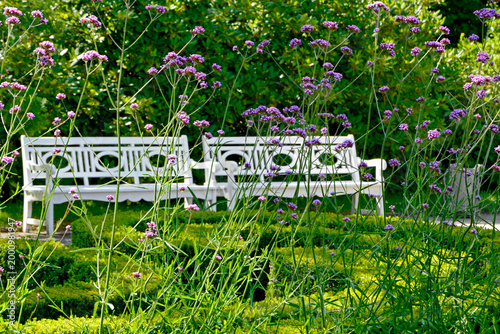 kwitnąca werbena patagońska, Verbena bonariensis, flowering Patagonian verbena, purpletop vervain, clustertop vervain, Argentinian vervain, tall verbena, pretty verb