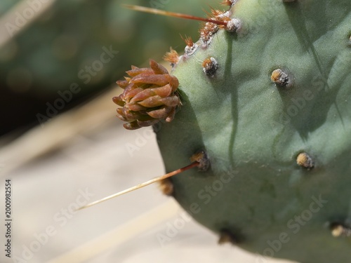Prickly pear cactus (Opuntia) flower bud close up in early spring, Colorado