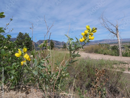 Golden banner (Thermopsis divaricarpa) wildflowers with mountain landscape in Boulder, Colorado