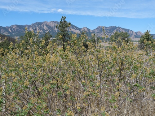 Skunkbush sumac (Rhus trilobata) with Flatirons mountain landscape in Boulder, Colorado