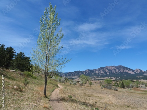 Hiking trail with lone tree and Flatirons mountains in Boulder, Colorado