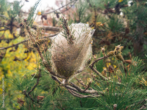 фотографія Pine processionary caterpillars building a silk nest, causing defoliation on a c