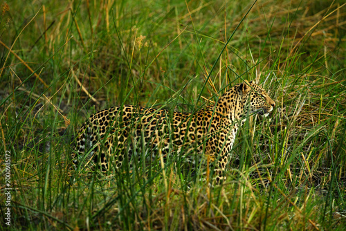 Male leopard