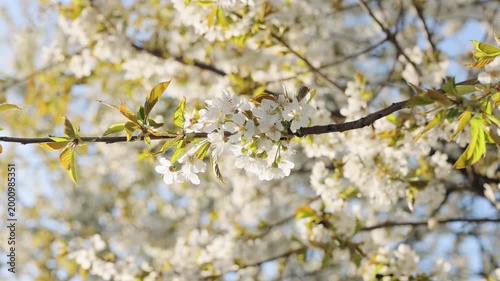 Blooming cherry blossoms in spring air. Soft spring cherry blossom petals. Cherry blossom flowers in springtime. Spring cherry blossom natural background