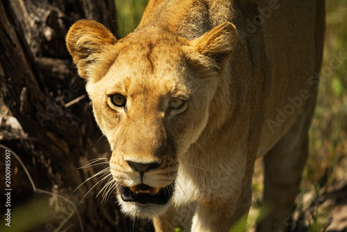 Lioness