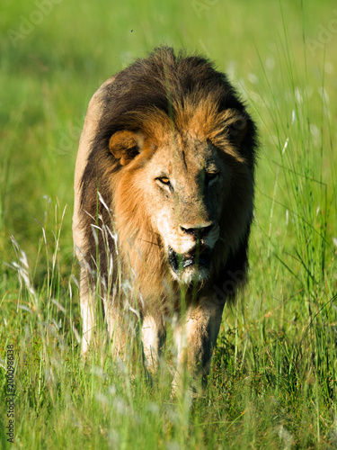 male lion