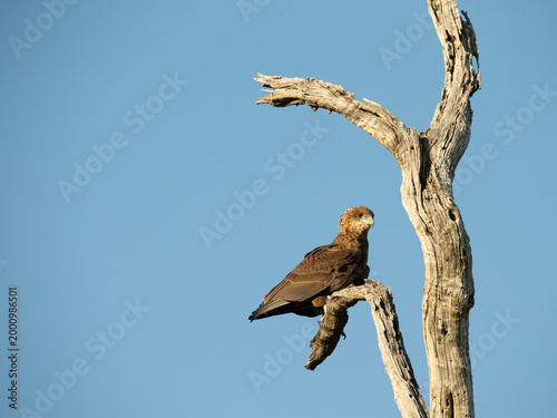 B rown snake eagle