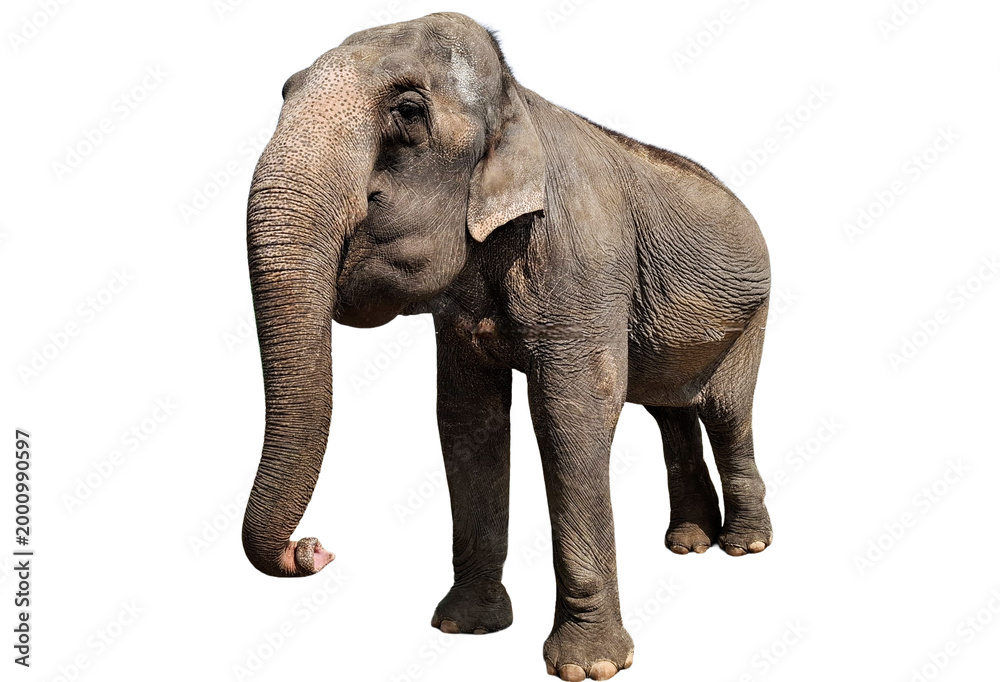 Obraz premium Asian elephant isolated on white background
