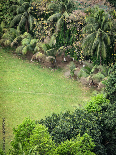 Aerial top view of lush green grass lawn surrounded by tropical coconut palm trees and dense forest foliage, beautiful garden landscape and peaceful nature background for summer and environment concep