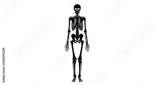 Minimalist black silhouette human skeleton on white background.
