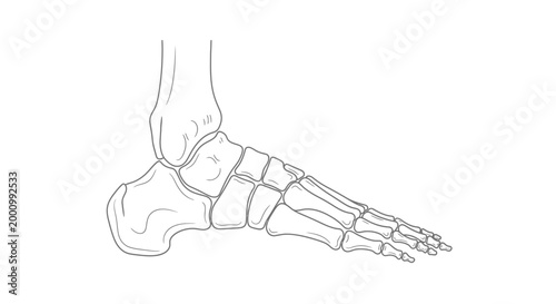 Anatomical line drawing of the human foot skeleton structure.