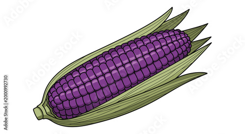 A striking purple corn on the cob, partially husked to reveal vibrant, deep purple kernels, representing a unique and wholesome staple food with a rich color.