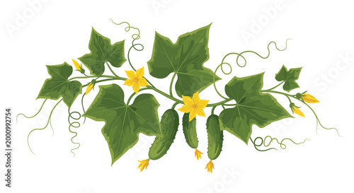 A thriving cucumber vine, adorned with delicate yellow flowers and developing green cucumbers, showcasing the vibrant growth and abundant harvest of this popular plant.