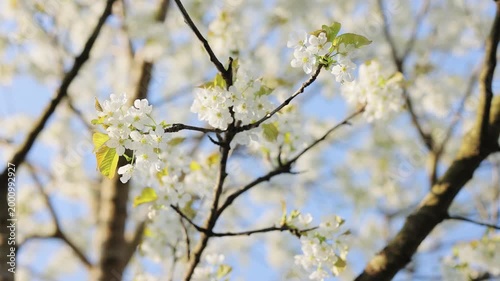 Cherry blossom branches with soft white petals in bright sunlight glow. Double cherry blossoms in full bloom. Spring flowers. Plum flowers or apricot flowers on branches blossom on background