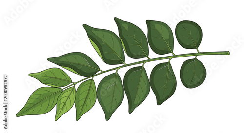 A fresh branch of curry leaves, featuring numerous small, oval-shaped green leaves arranged along a slender stem, perfect for aromatic culinary uses and natural themes.