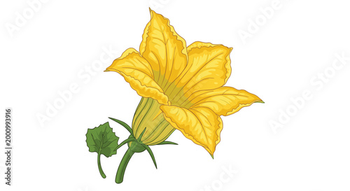 A vibrant yellow squash flower, featuring broad petals and intricate internal details, representing the beauty of nature and the start of summer vegetable growth.