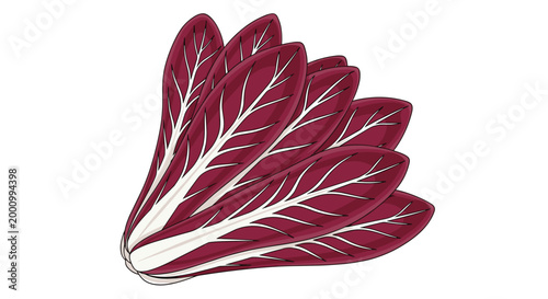 A vibrant fan of radicchio leaves, showcasing their striking reddish-purple color with prominent white veins, representing a bitter and flavorful leafy green for gourmet salads.