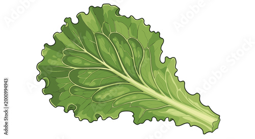 A single, vibrant green lettuce leaf, showcasing its crisp, ruffled edges and prominent veins, representing freshness and an essential ingredient for salads and healthy meals.