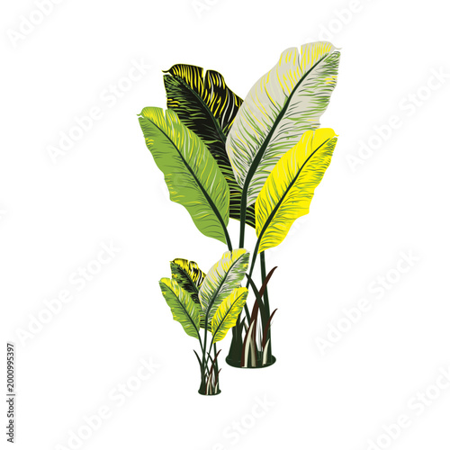 Vintage Tropical Banana Leaf Illustration with Textured Botanical Details
