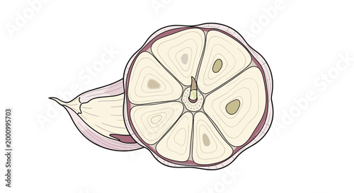 A detailed illustration showcasing a garlic clove alongside a cross-section of a garlic head, revealing its intricate internal structure and individual segments, highlighting its culinary essence.